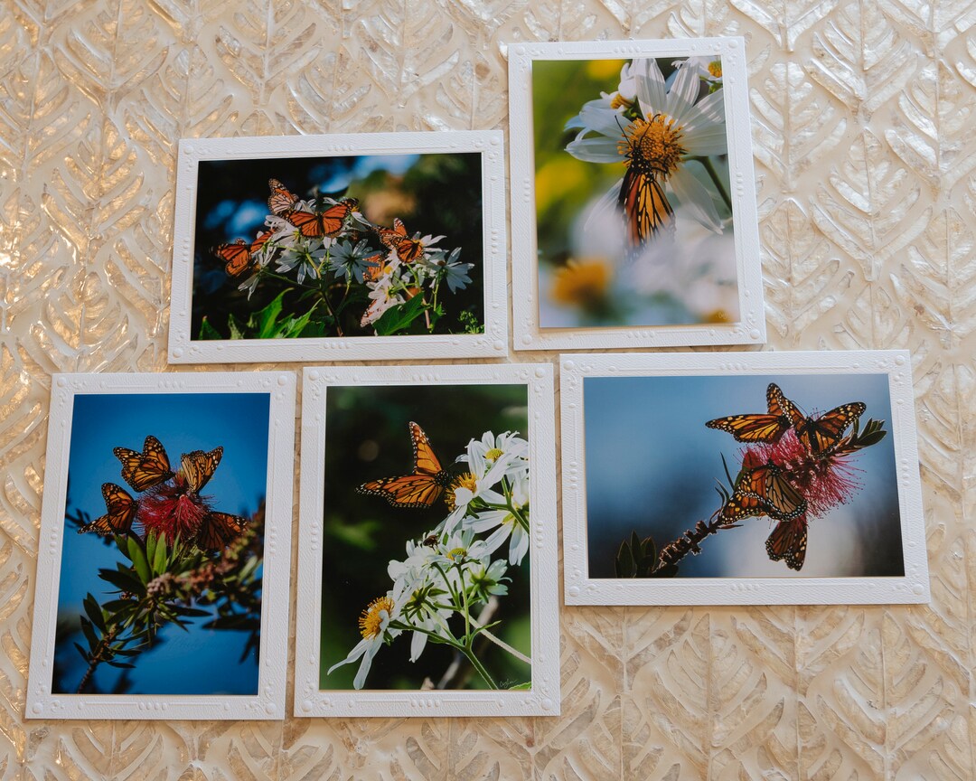 Set of 5 Monarch Butterflies Photo Cards, Pacific Grove Monarch ...