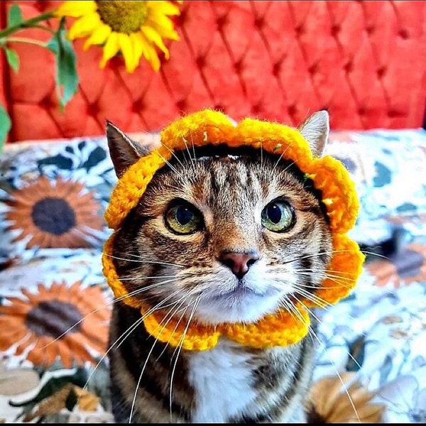 Sunflower, cat hat for cats, cat accessories, crochet cat hat, cat hat, Small dog, Cat lover, Costume for cats, cat headband, Halloween