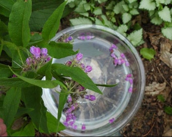 Comfrey Flower Essence