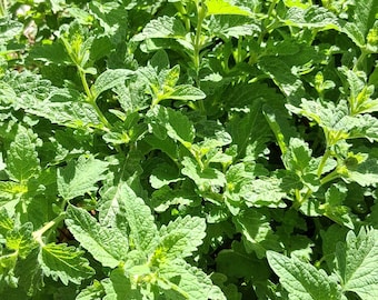 Lemon Balm Tincture