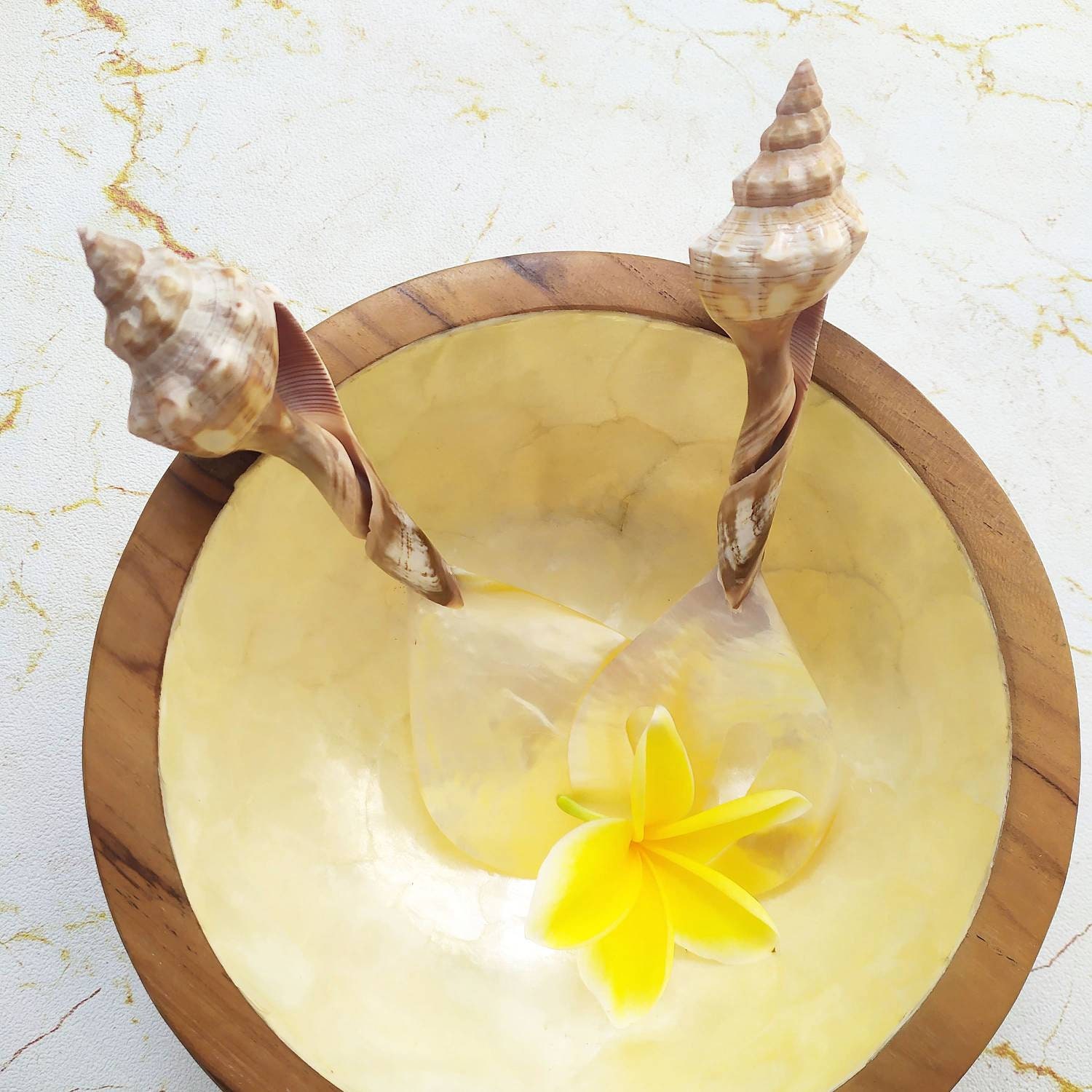 Serving Shell Sea Shells Serving Set, Shells Salad Spoon, Mother of Pearl Serving Set ...