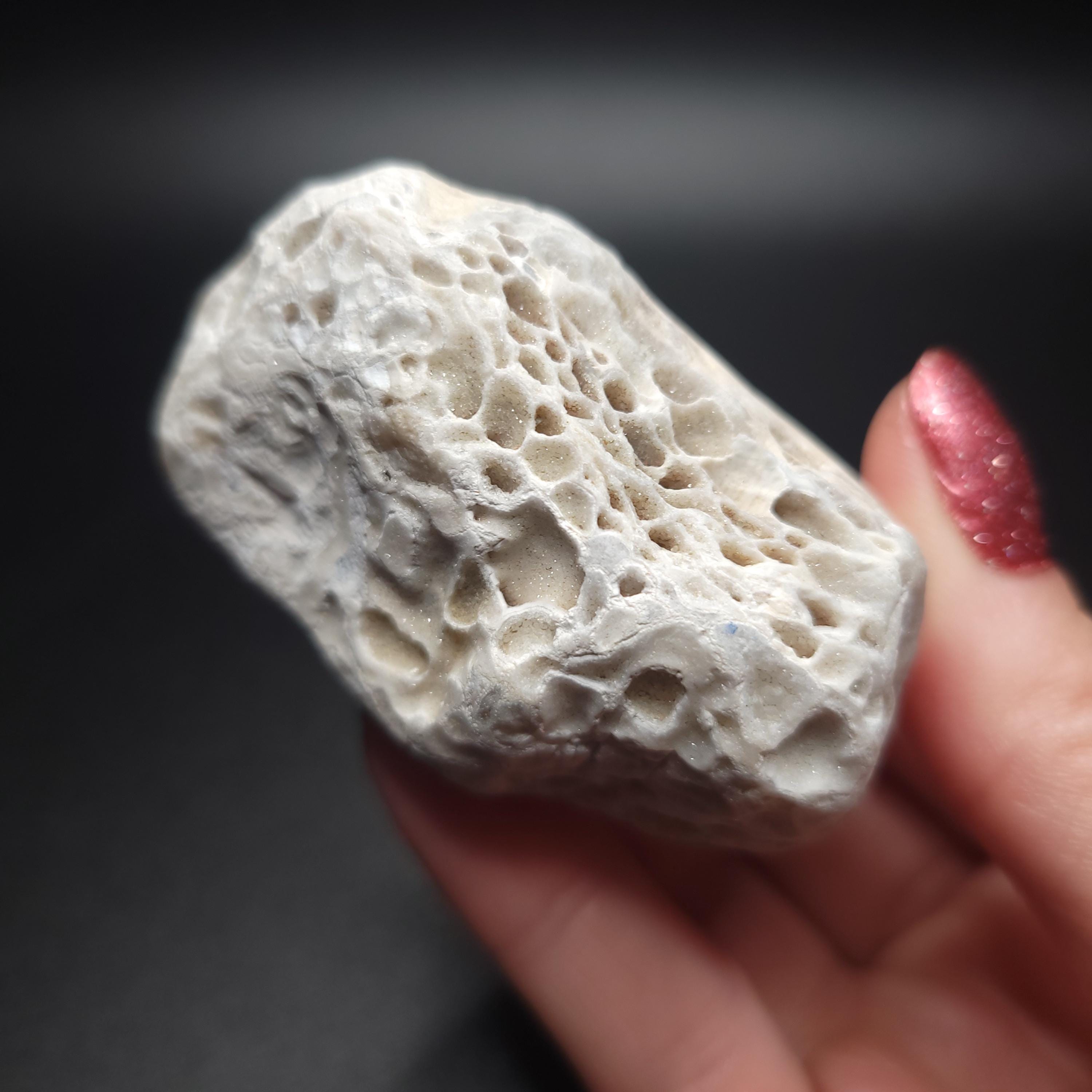 天然石  水晶12.3kgーto030 Arachnophyllum Fossil Specimen With Quartz Druzy Pockets