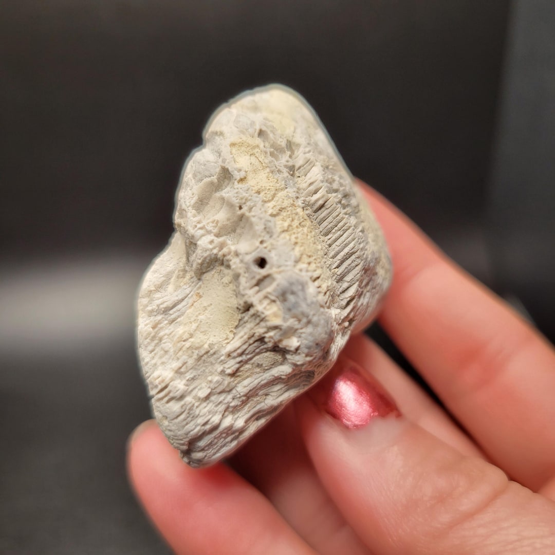 Fossilized Rugosa Horn Coral From Lake Michigan, Rare Ancient