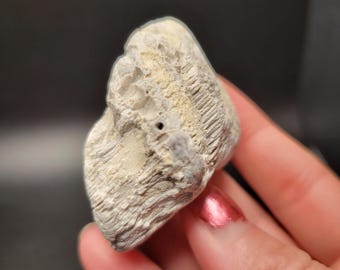 珪化ルゴサ角サンゴ化石、サンゴ断面化石、リモナイト酸化、ミシガン