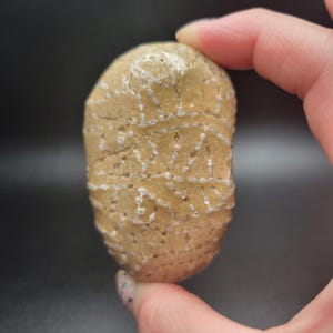 Fossilized Chain Coral from Lake Michigan, Naturally Tumbled Coral Fossil, Unique Fossil Collectible, Gift for Collectors