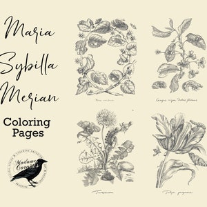 Kleurplaten - Maria Sibylla Merian botanische illustraties - digitale kunst downloaden
