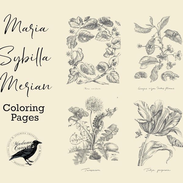 Coloring Pages - Maria Sibylla Merian Botanical Illustrations - Digital Art Download