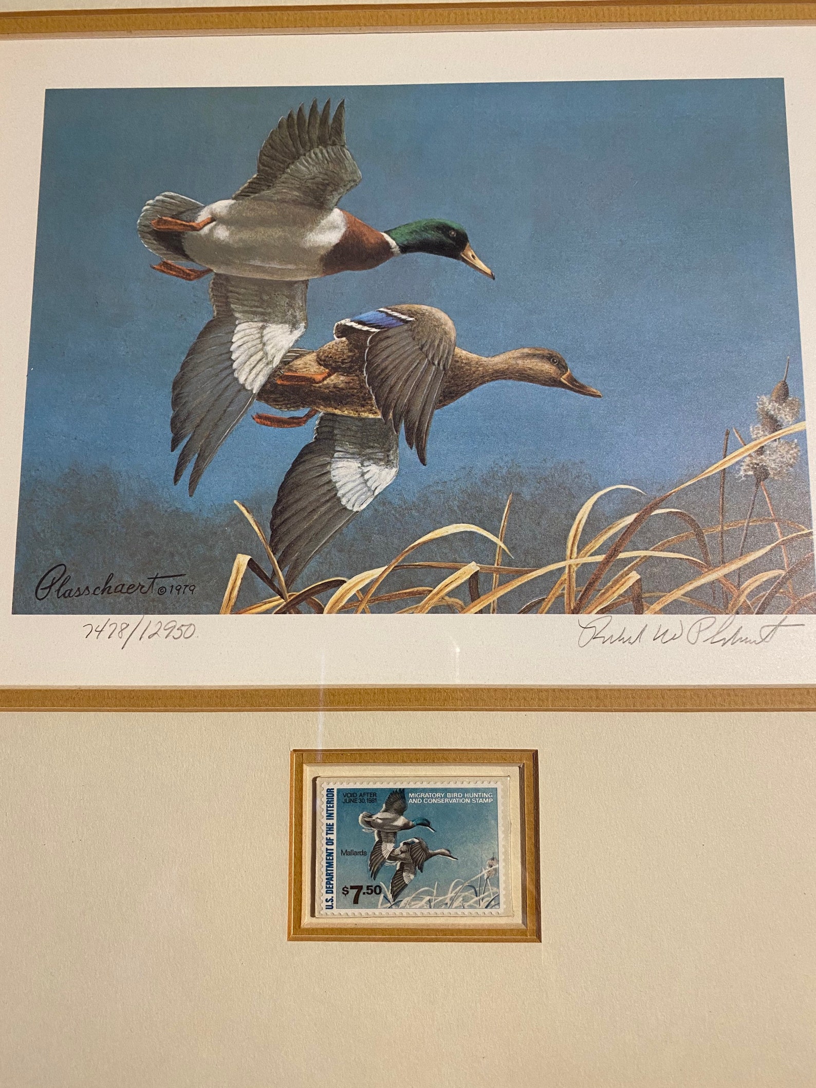 Framed Federal Duck Stamp Print MALLARDS 1979 & Stamp Richard Etsy