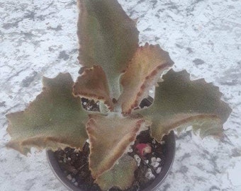 Kalanchoes beharensis "Fang" - 4"