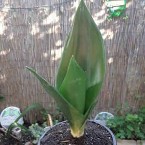 Sansevieria Dragon - Etsy Sansevieria Dragon - Etsy