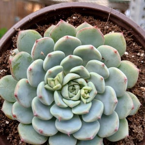 Echeveria minima - 4&quot;