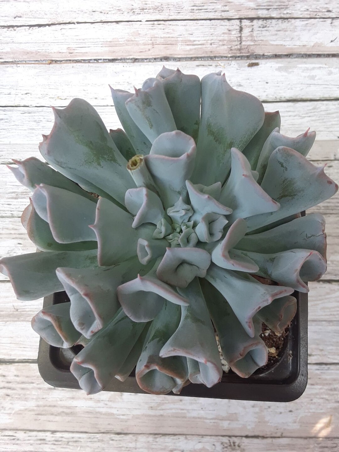 Korean Echeveria Pig's Nose 4 - Etsy