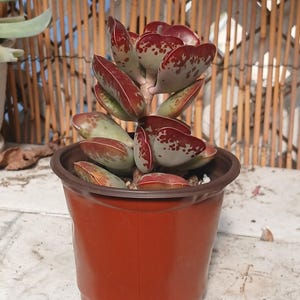 Adromischus triflorus