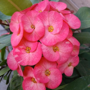 Euphorbia milii rosa - Maceta de 4&quot;
