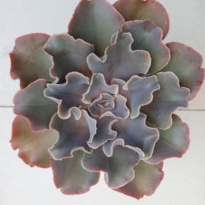 Echeveria violacina - 6&quot;