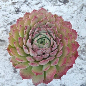 Echeveria 'Red Hole' - 4"