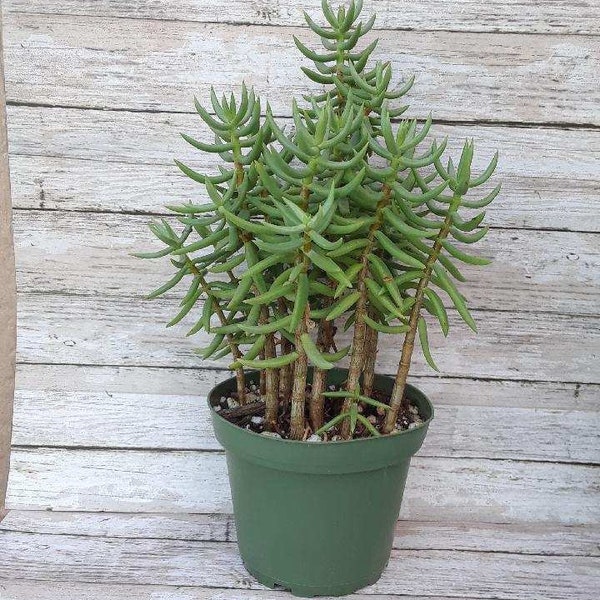 Crassula tetragona - 4"