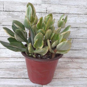 Crassula ovata variegata - 4&quot;
