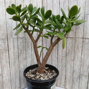 Crassula ovata Jade tree  - 12&quot; tall