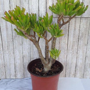 Crassula ovata golum - 6" pot & 12" tall