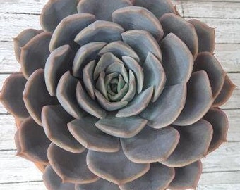 Echeveria orion - 6"
