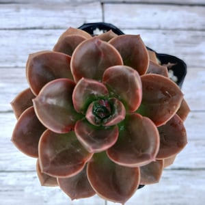 Echeveria melaco - 3.5&quot;