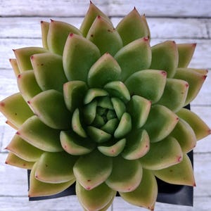 Echeveria agavoides - 4&quot;