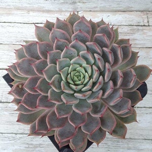 Echeveria - 4"