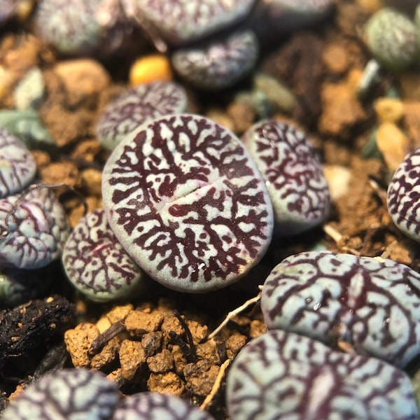 Conophytum Minimum ‘wittebergense’, Randomly Pick, Live plants, Cute Plants, Small Size