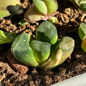 Haworthia Maughanii Variegated, Live plant, Same as picture (1.5”)