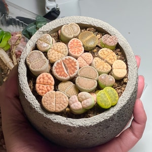 Colorful Lithops, Randomly Pick Large/Medium/Small Live Plants, Living stone