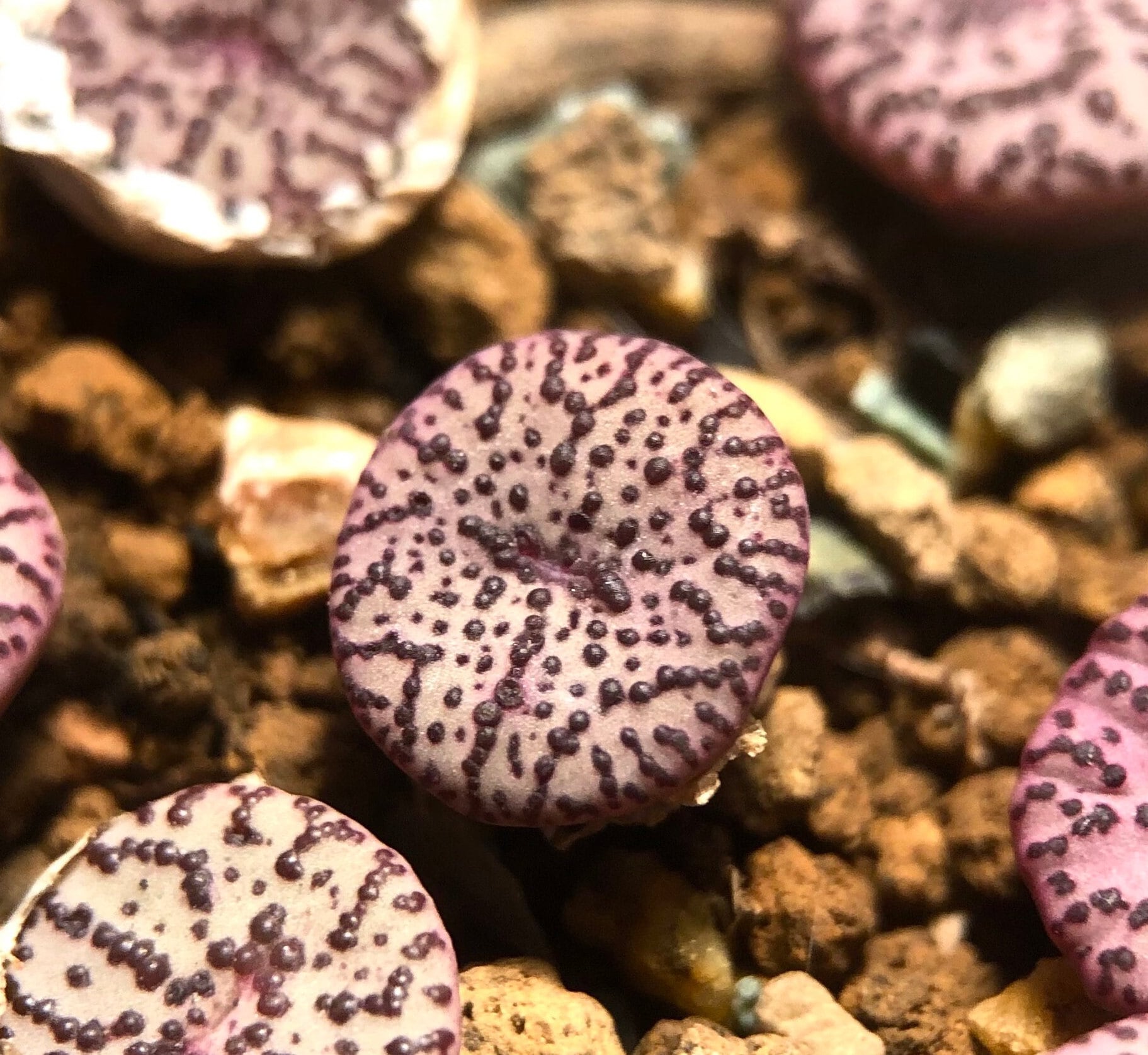Conophytum Obcordellum picturatum, Randomly Pick, Live plants, Cute Plants, Very Small Size