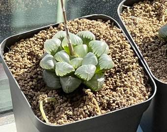 Haworthia obtusa, Succulent, Live plant, Same as pic