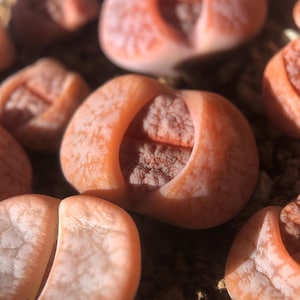Lithops Gracilidelineata (C309A), Randomly Pick,Medium/Small Live Plants, Living stone