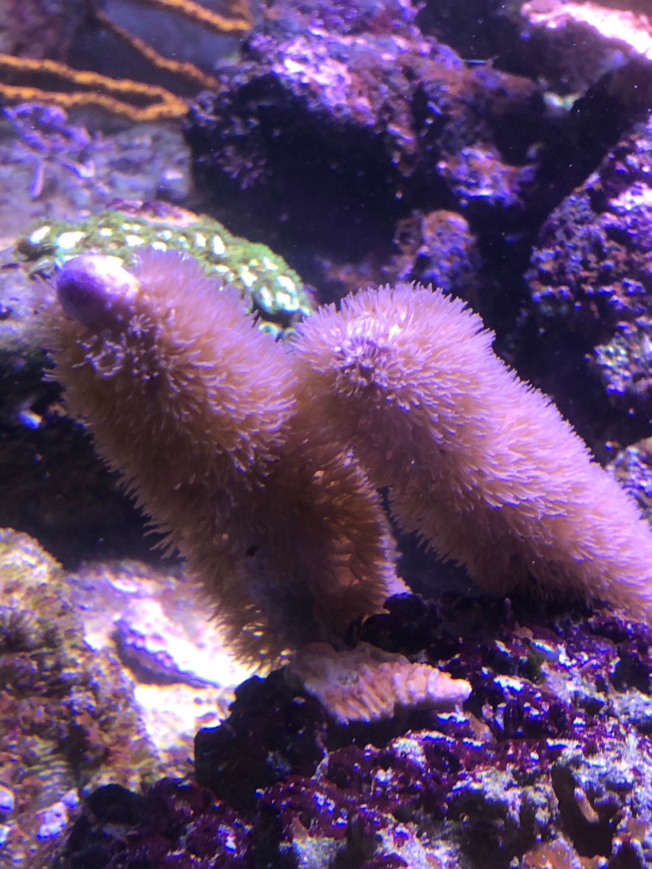 Live Purple Corky Sea Finger Saltwater Coral Free Etsy