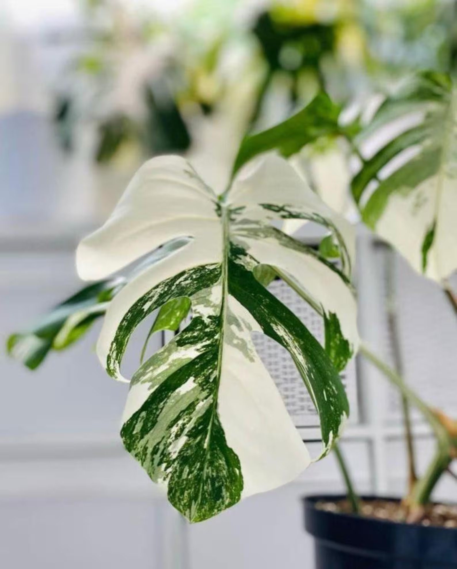 Monstera Borsigiana Albo Variegated - Etsy