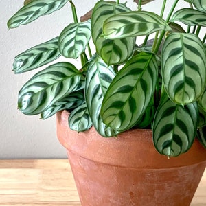 Ctenanthe burle-marxii