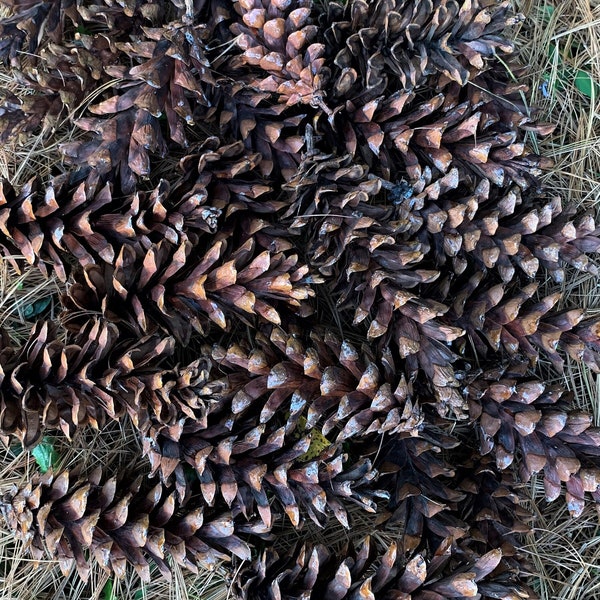 White Pine Pinecones, Large pinecones, pine cones for crafts, Fall décor, holiday decorations, natural weddings, natural decorations, rustic