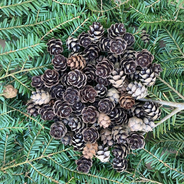 Hemlock pinecones, small pinecones, pinecones for crafting, mini pine cones, rustic weddings, Christmas decor, naturalcrafts