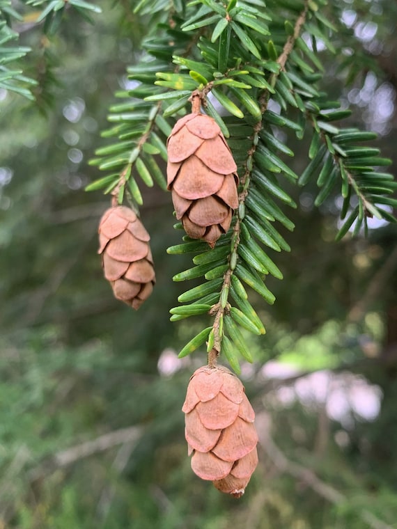 PINE CONE SPRUCE NATURAL - 12 PIECES - Mills Floral Company