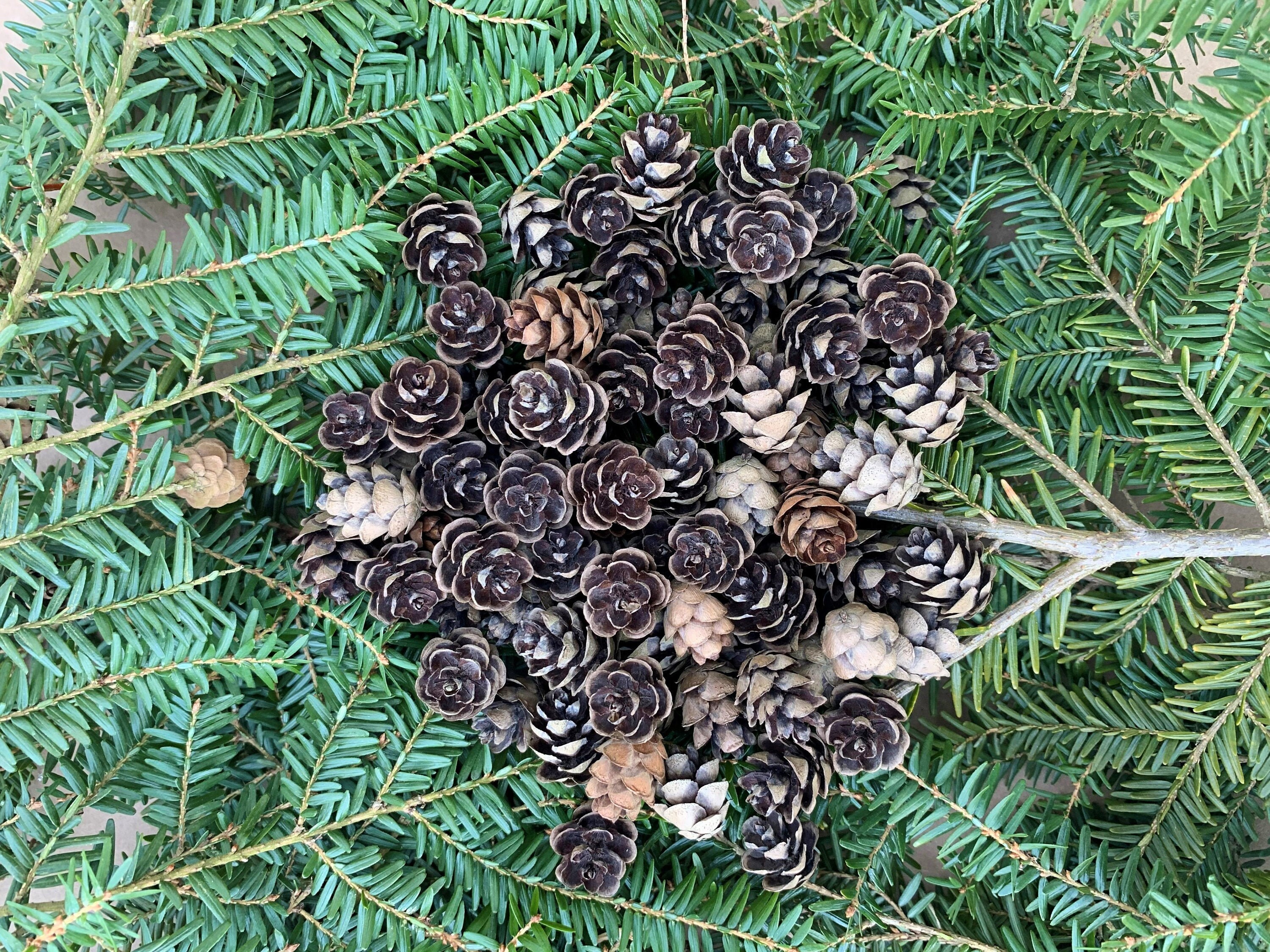 100 Hemlock cones small pine cones pine cones for crafting | Etsy
