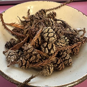 Mini Pinecones for Craft Supplies, Wedding & Woodland Decor