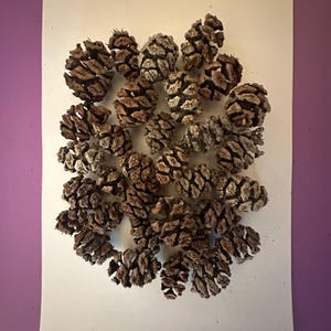 Mini piñas de secuoya para manualidades, bodas y decoración de bosques