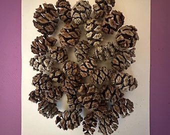 Mini Redwood Pinecones for Craft Supplies, Wedding & Woodland Decor