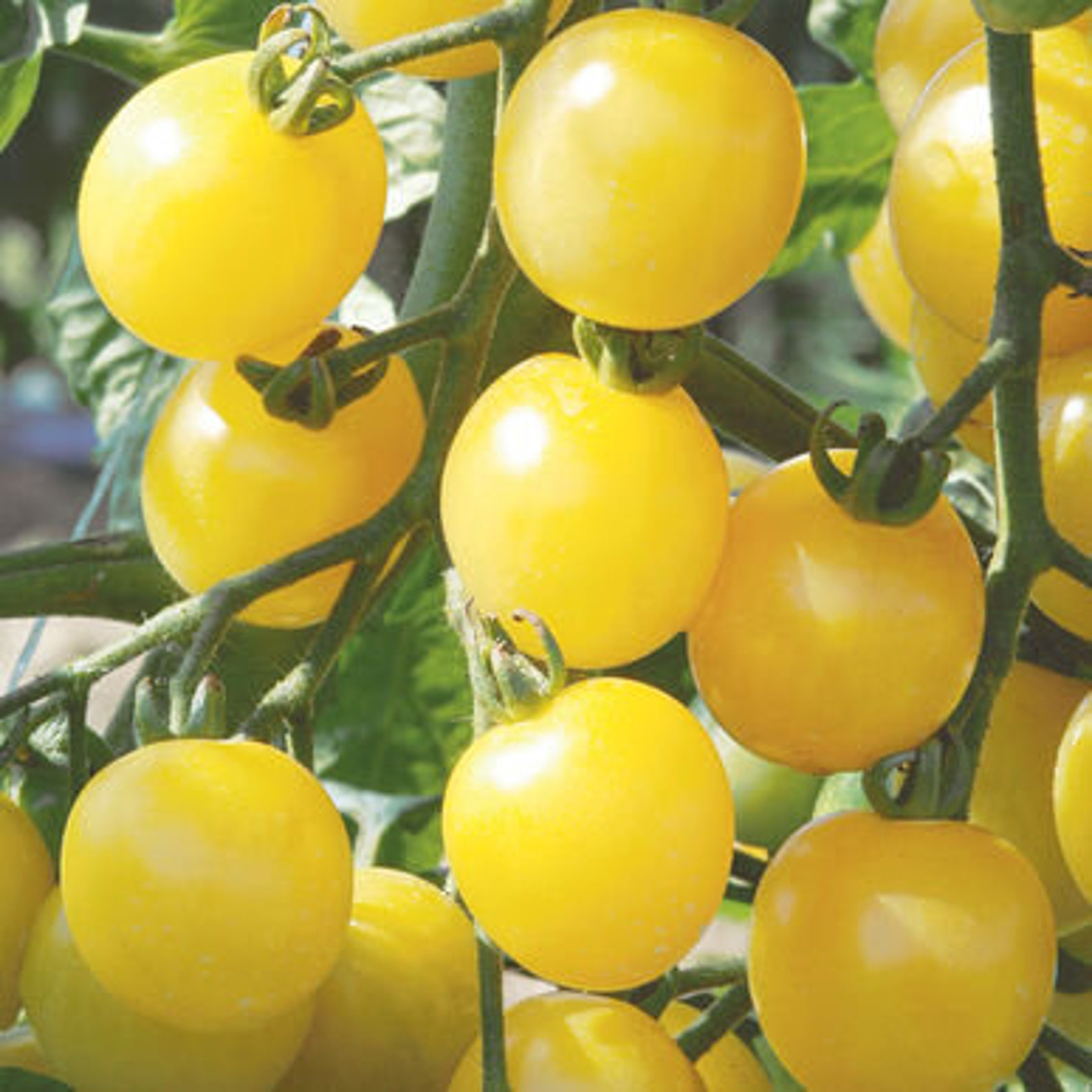 30 White Cherry Tomato Seedsnongmo New Seeds With High Etsy
