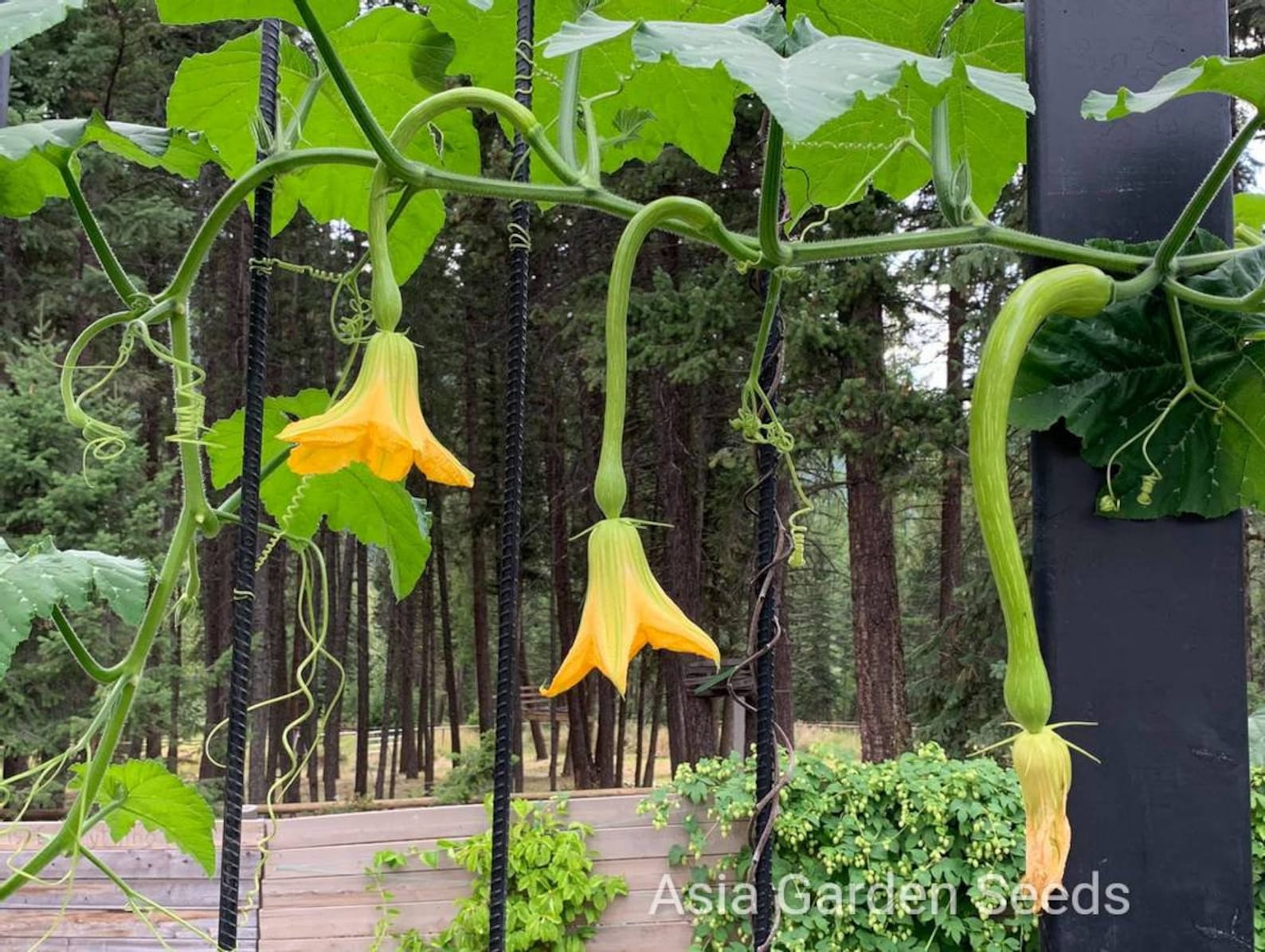 12 Tromboncino Climbing Zucchini Squash Seeds 意大利爬墙蛇瓜 Italian Etsy