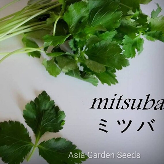 2g 1000 Mitsuba Japanese Wild Parsley Seeds 日本三叶菜水芹菜野香菜 Etsy