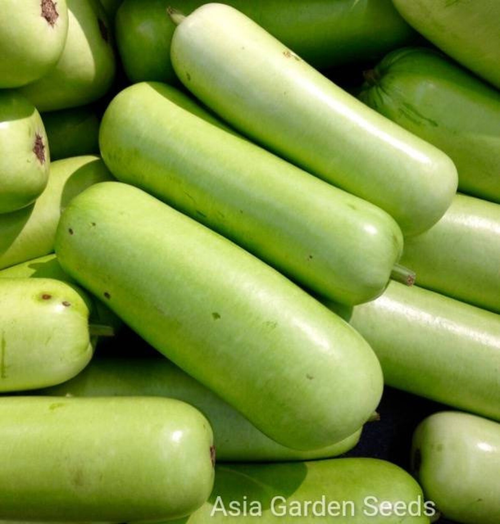15 Green Skin Long Opo Gourd Seeds 青皮长型瓠瓜 Bottle Gourd Etsy