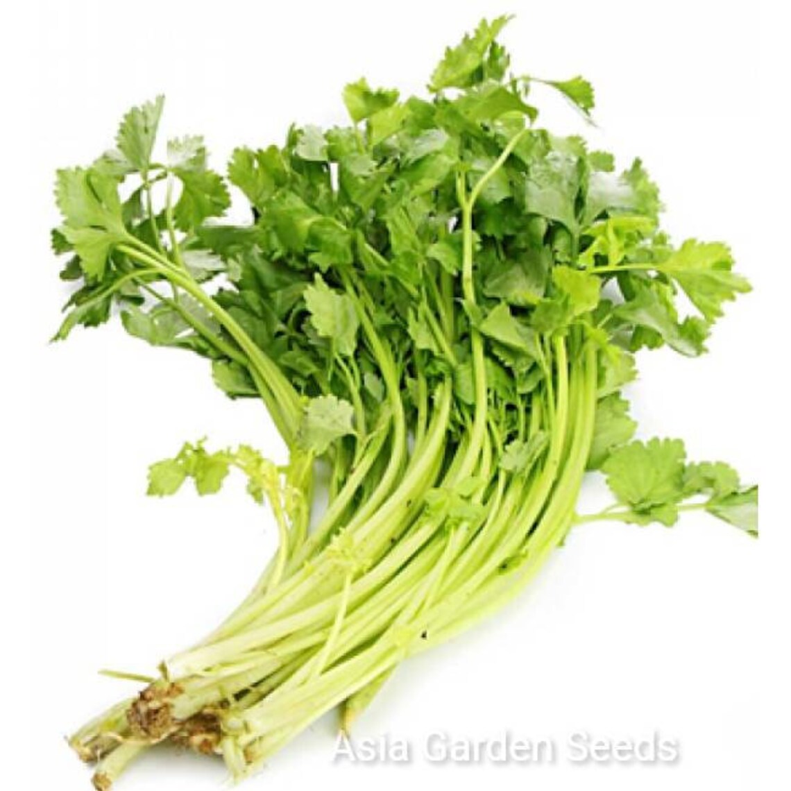 4g 8000 Golden Yellow Chinese Celery Seeds Etsy
