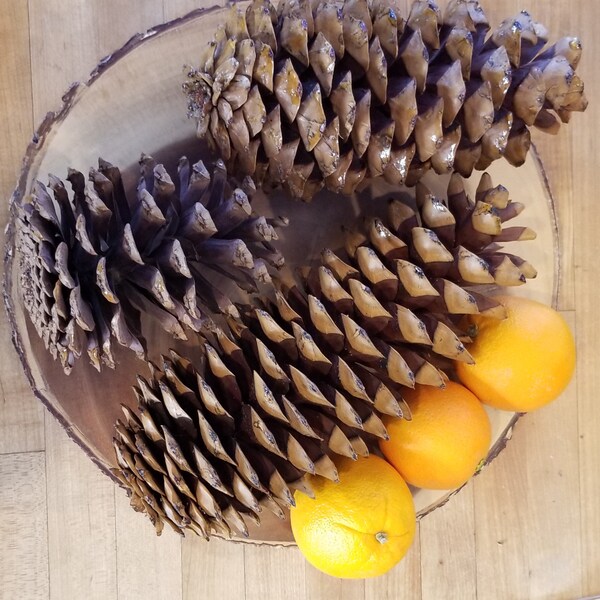 Jumbo Pinecones, 3 per Set, Huge Pine Cones